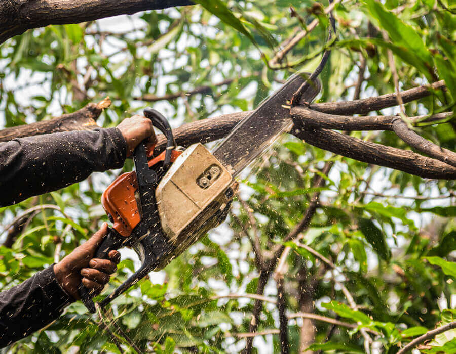 Tree & Shrub Care