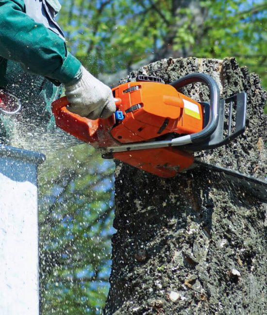 Tree & Shrub Care