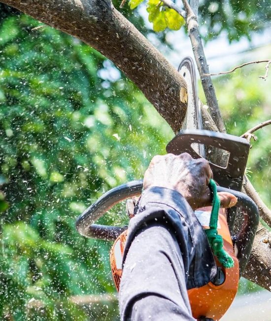 Tree & Shrub Care